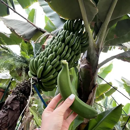 펜션 Sunningdale Village Golf Del Sur 산미겔데아보나